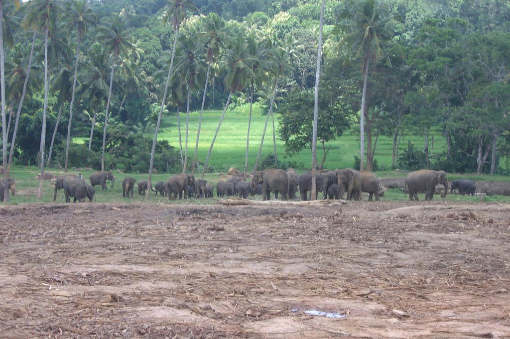 Risenlak Holiday Resort Polonnaruwa Luaran gambar